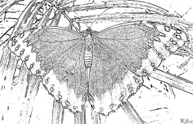 butterfly Coloring Pages To Print